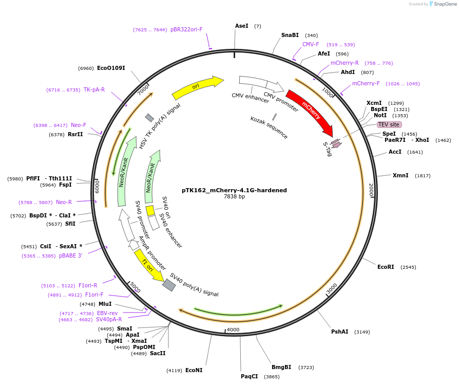 46361-plasmid-map-sequence-id-65993
