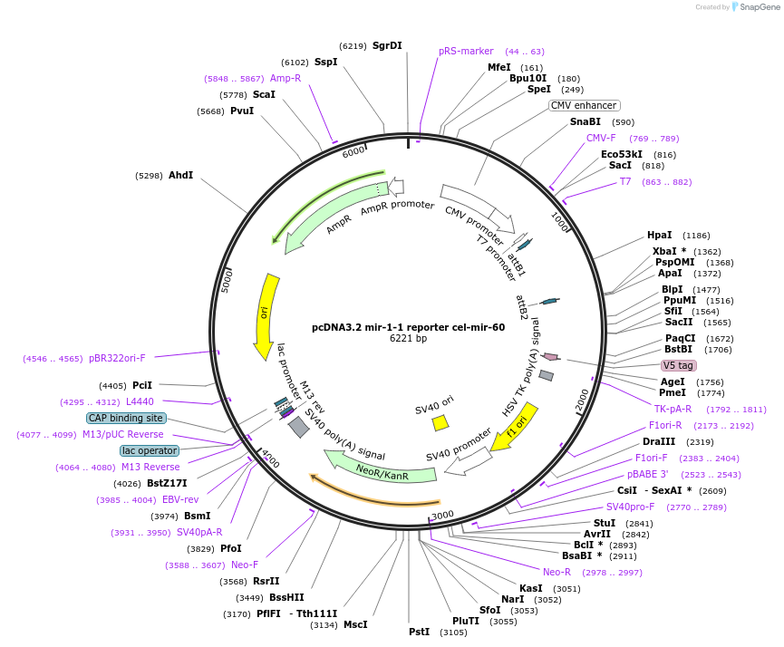 46658-plasmid-map-sequence-id-66022