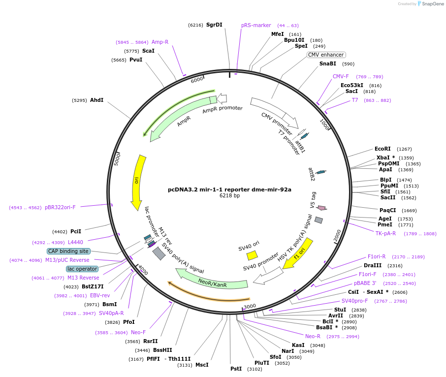 46666-plasmid-map-sequence-id-66030