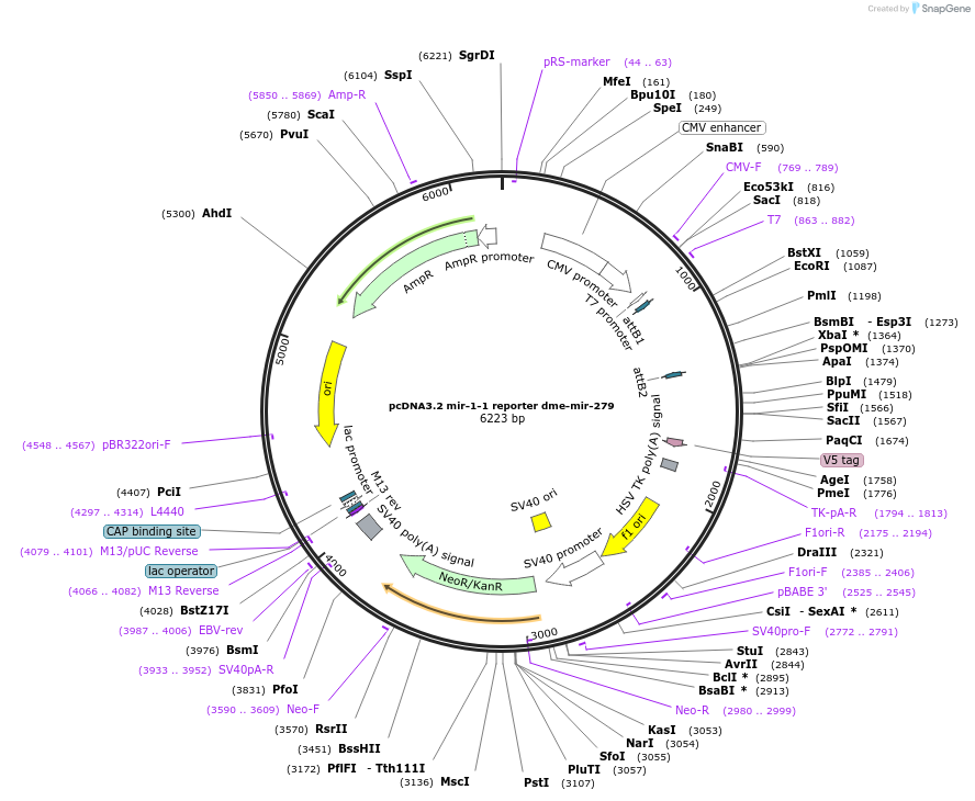 46668-plasmid-map-sequence-id-66032