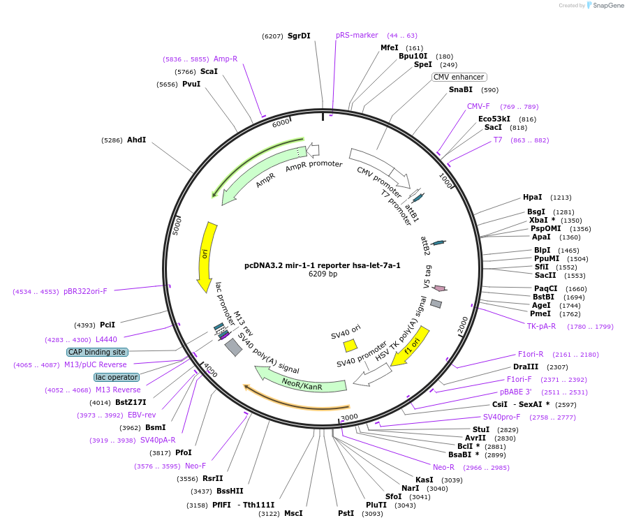 46670-plasmid-map-sequence-id-66034