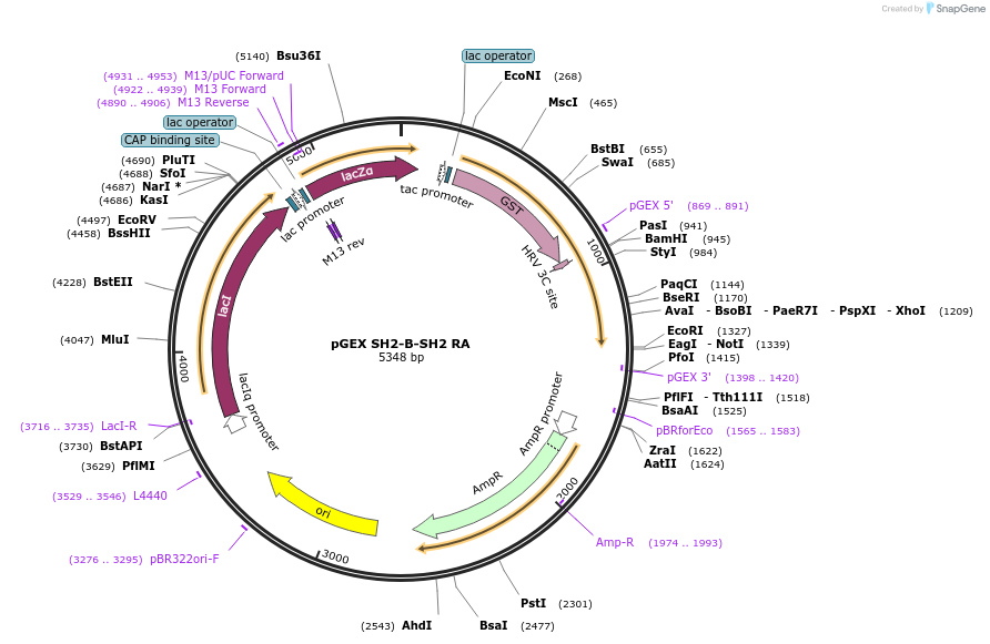 46480-plasmid-map-sequence-id-66178