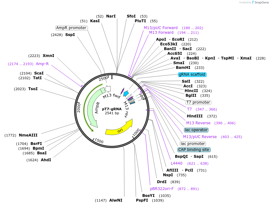 46759-plasmid-map-sequence-id-66216