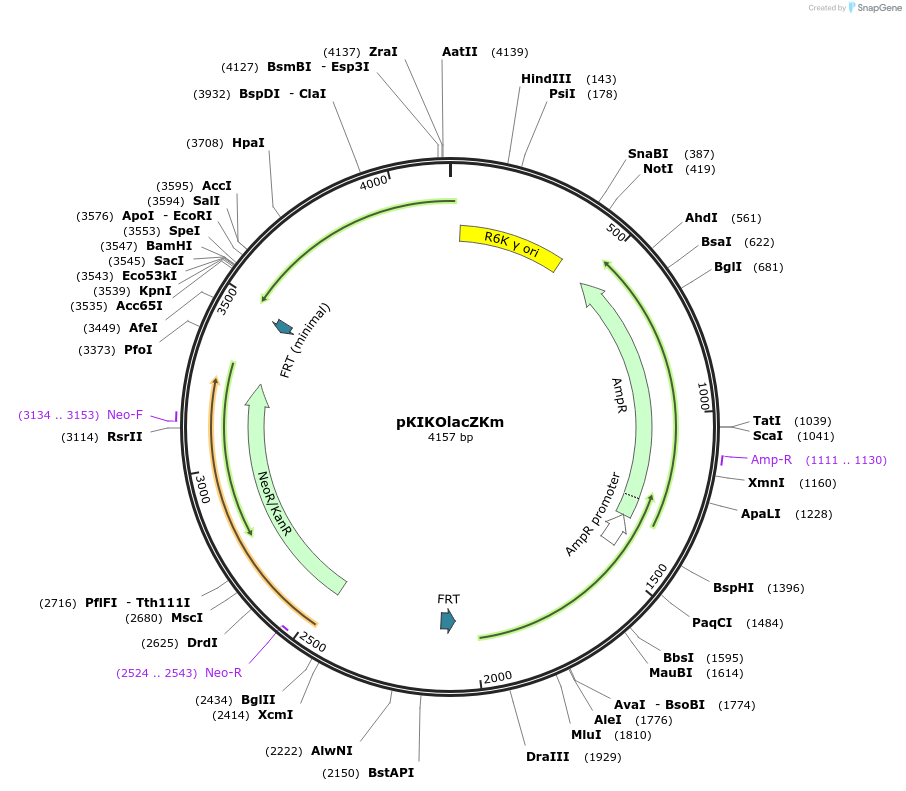46767-plasmid-map-sequence-id-66223