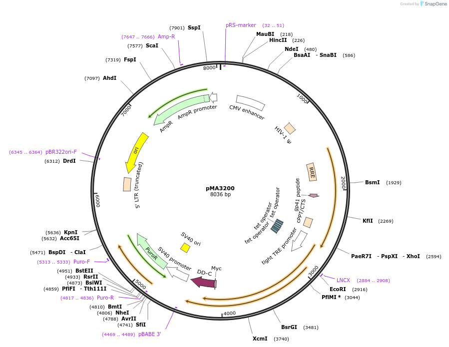 46855-plasmid-map-sequence-id-66368