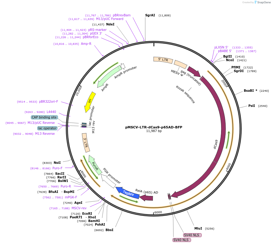 46913-plasmid-map-sequence-id-66611