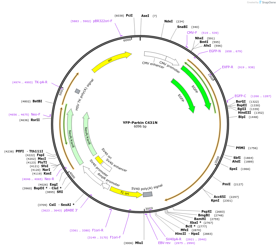 46924-plasmid-map-sequence-id-66618