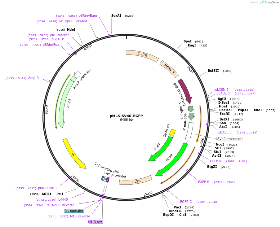 46919-plasmid-map-sequence-id-66626