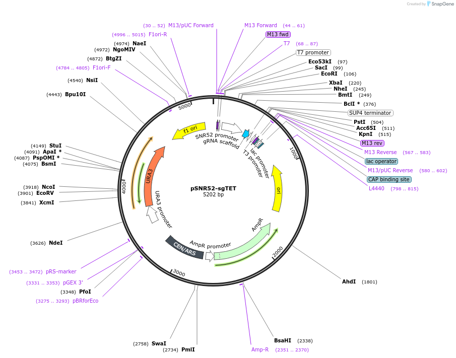 46923-plasmid-map-sequence-id-66634