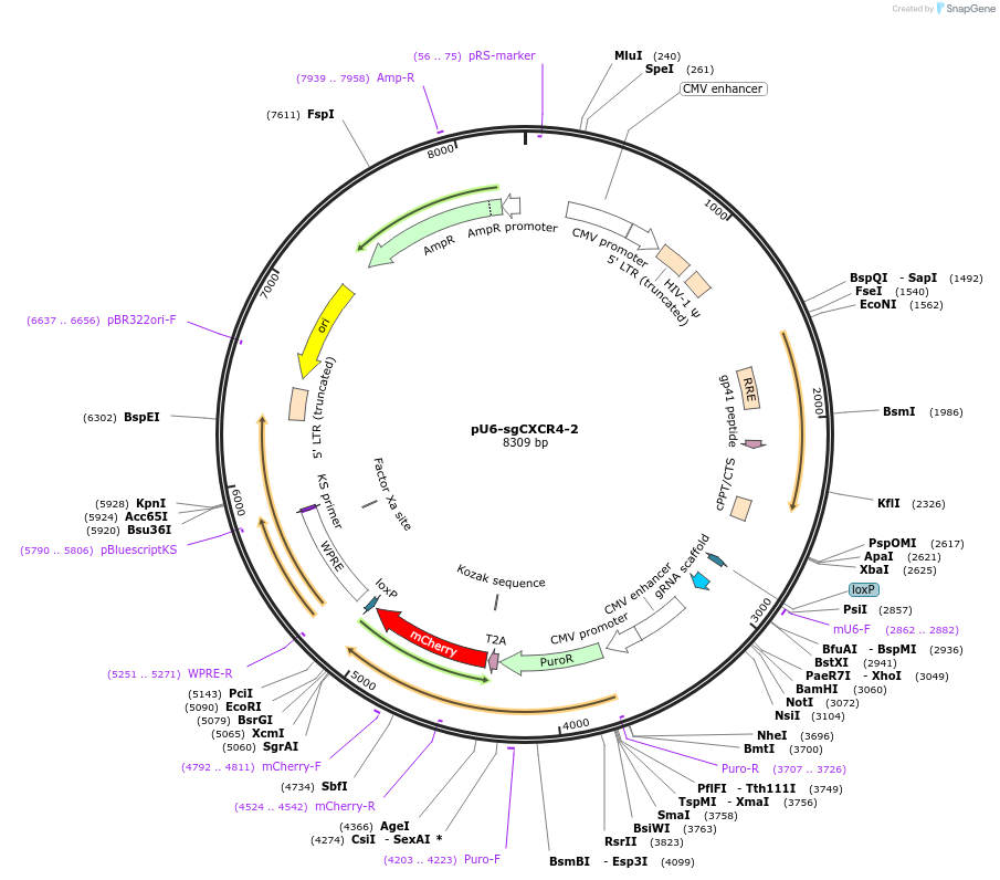 46917-plasmid-map-sequence-id-66668
