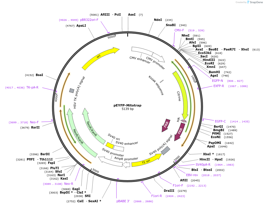 46942-plasmid-map-sequence-id-66691