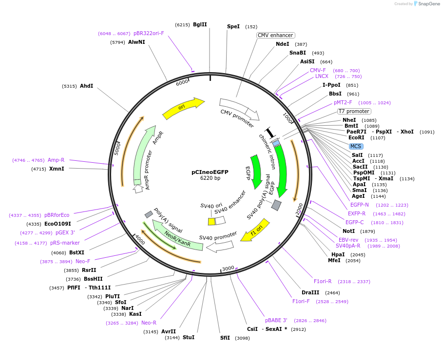 46949-plasmid-map-sequence-id-66699