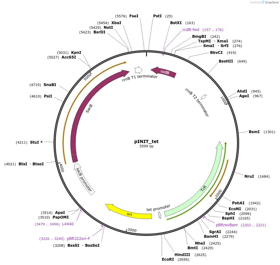 46974-plasmid-map-sequence-id-66904