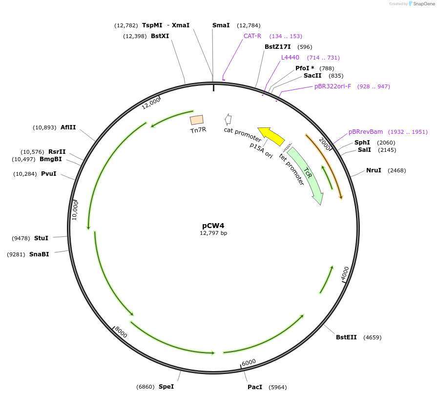 8484-plasmid-map-sequence-id-6703