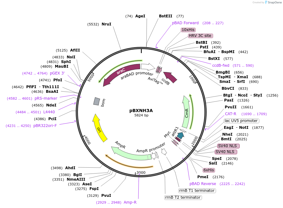 47075-plasmid-map-sequence-id-67101