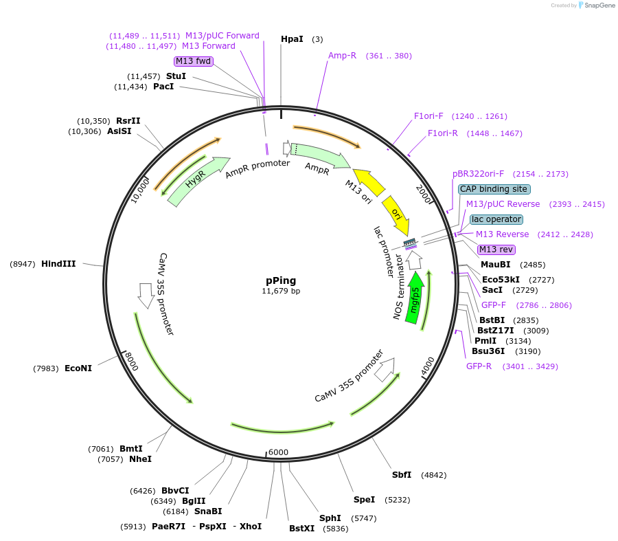47100-plasmid-map-sequence-id-67166