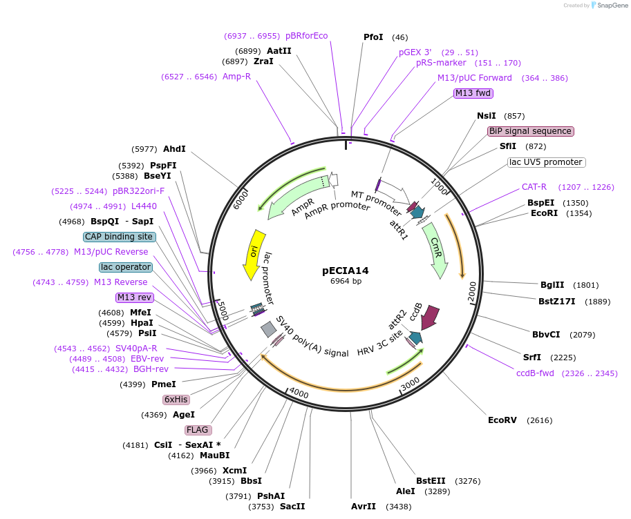 47051-plasmid-map-sequence-id-67169