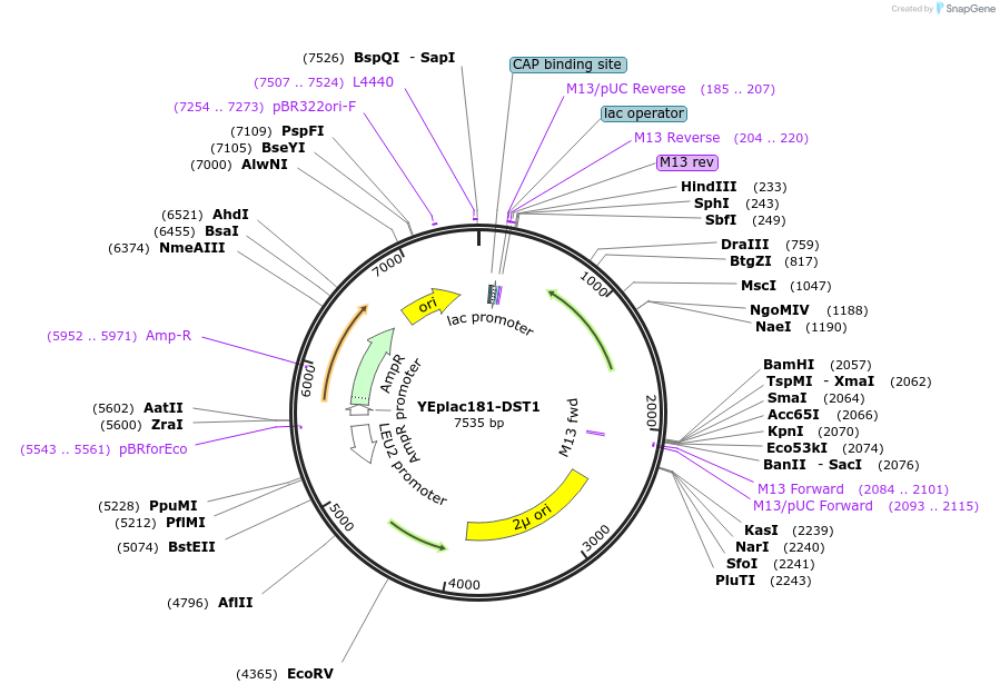 8624-plasmid-map-sequence-id-6717