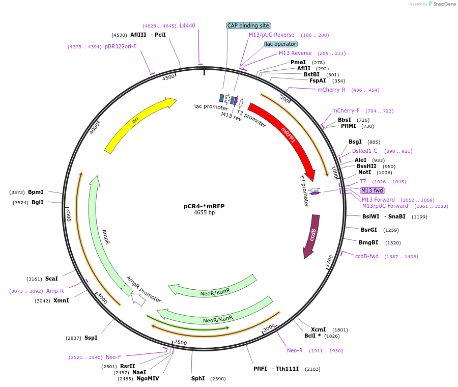 47118-plasmid-map-sequence-id-67205