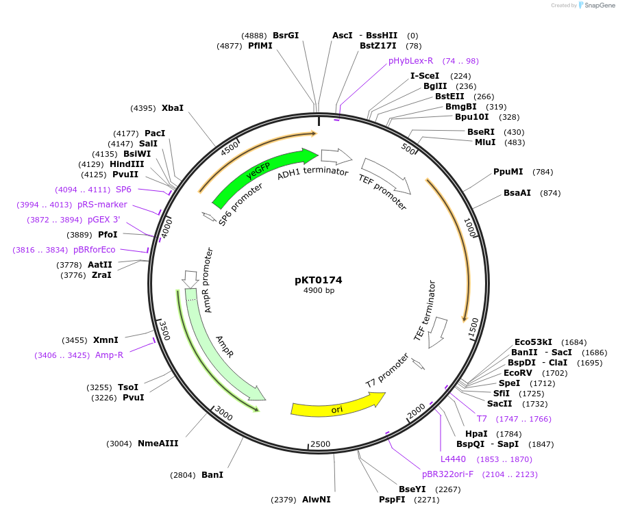 8720-plasmid-map-sequence-id-6733