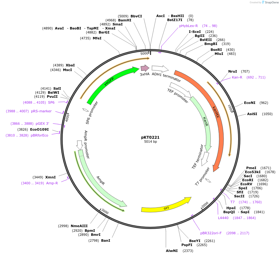 8726-plasmid-map-sequence-id-6738