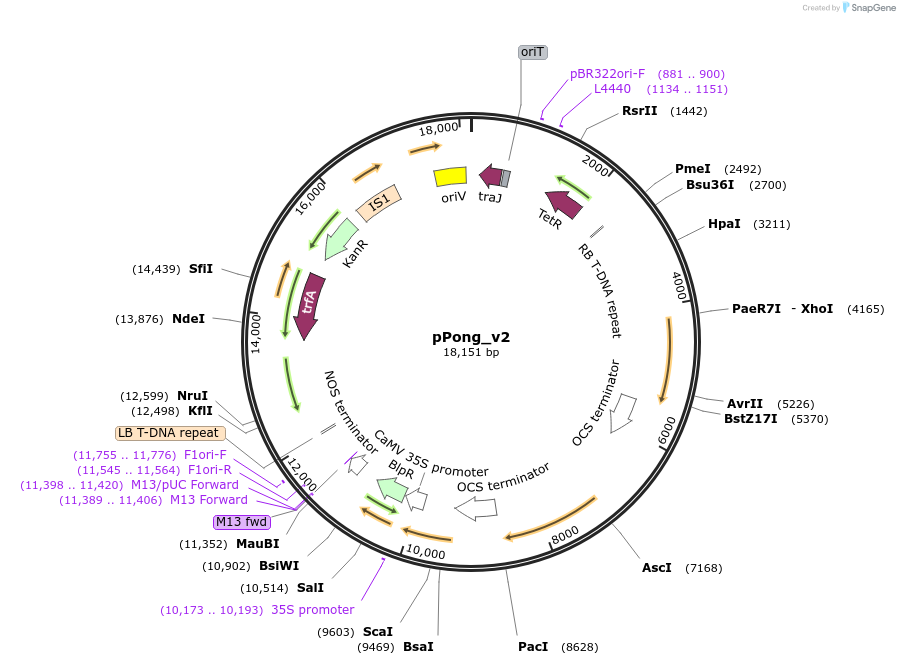 47101-plasmid-map-sequence-id-67407