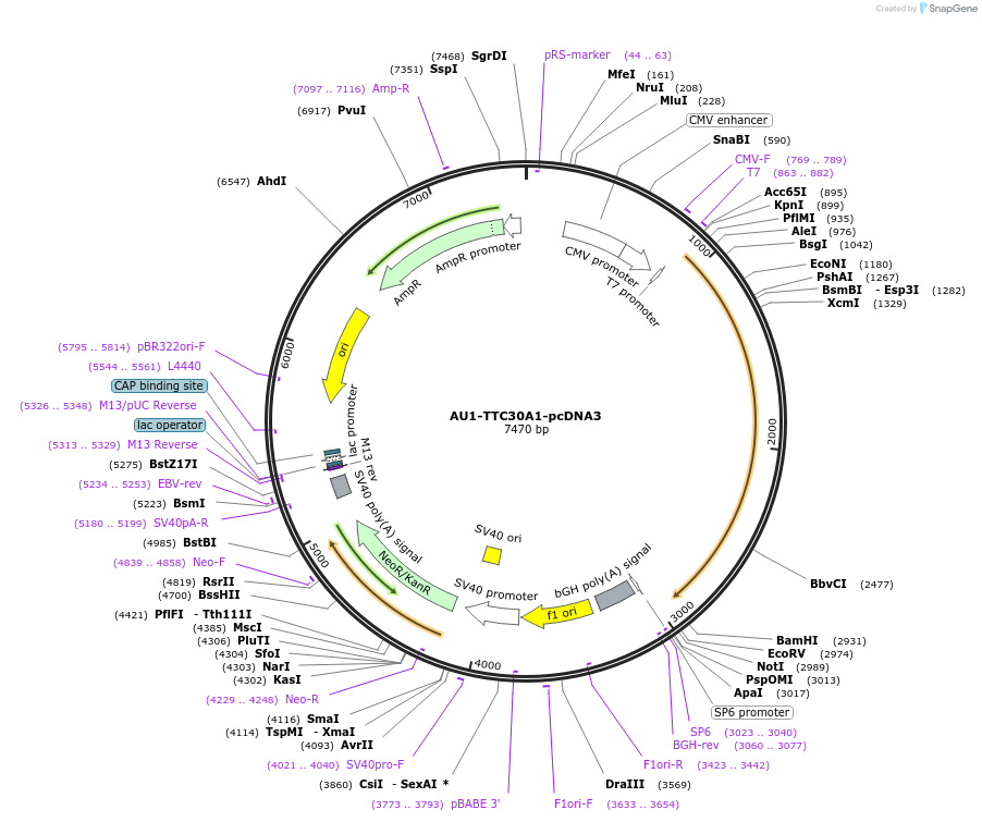 47323-plasmid-map-sequence-id-67408