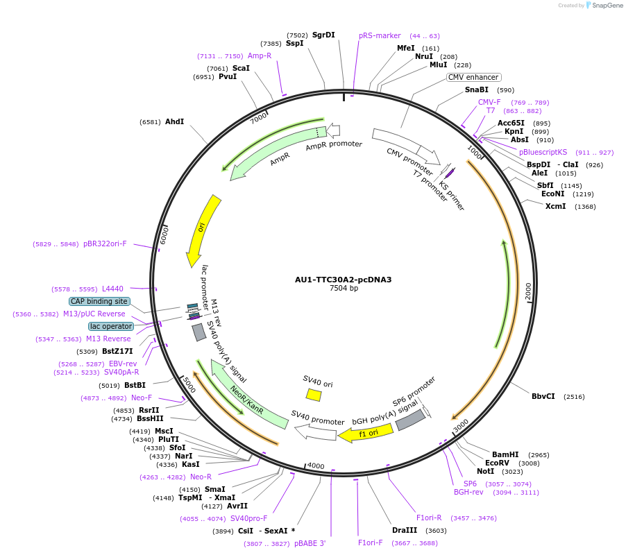 47324-plasmid-map-sequence-id-67409