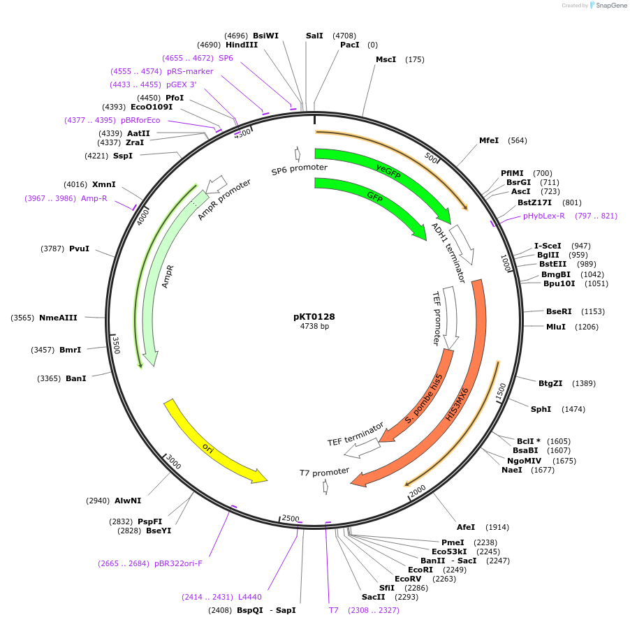 8729-plasmid-map-sequence-id-6741