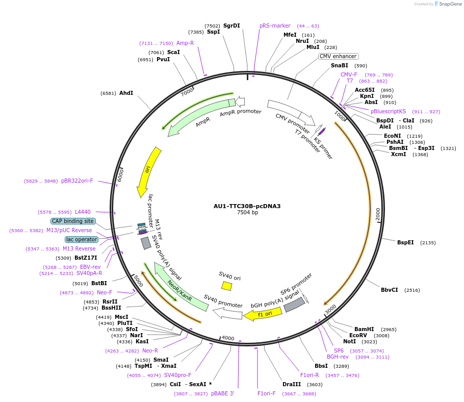 47325-plasmid-map-sequence-id-67410