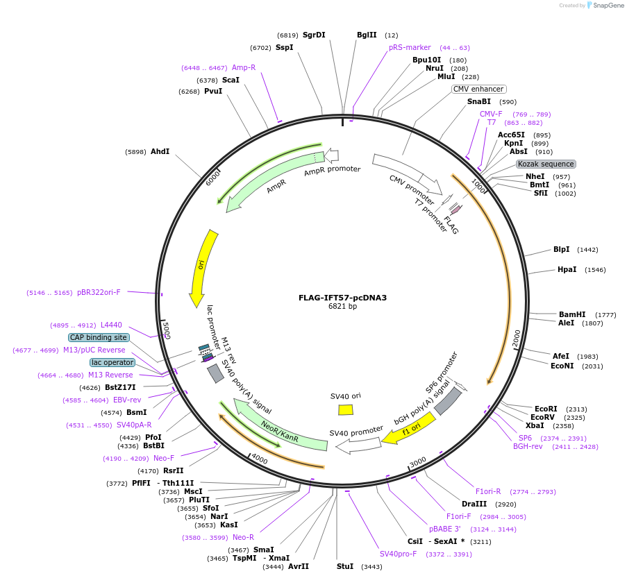 47326-plasmid-map-sequence-id-67411