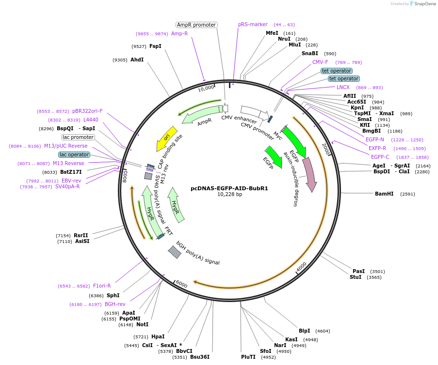 47330-plasmid-map-sequence-id-67420