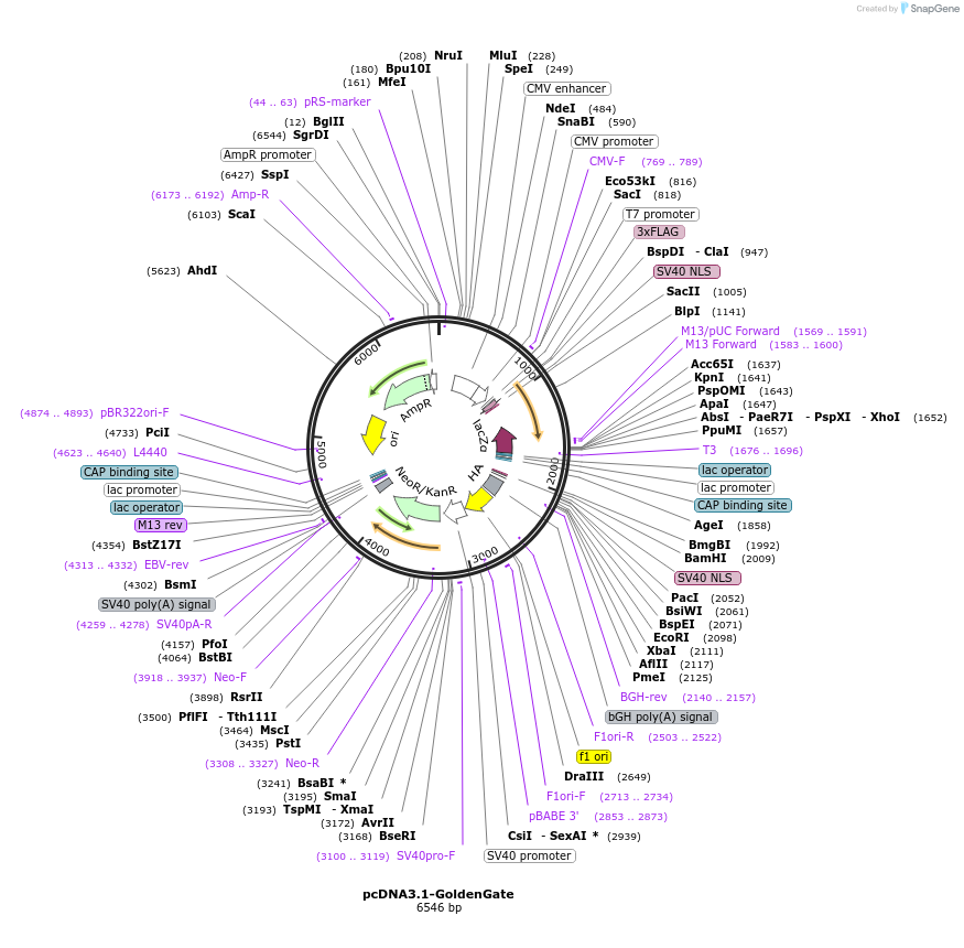47388-plasmid-map-sequence-id-67464