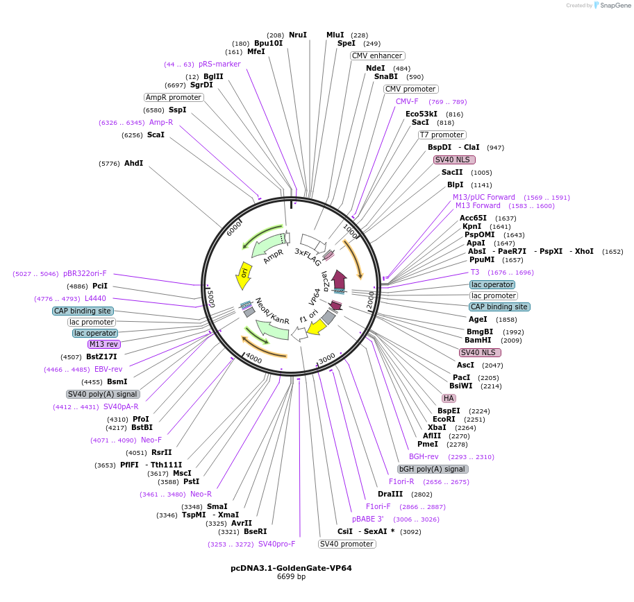 47389-plasmid-map-sequence-id-67465