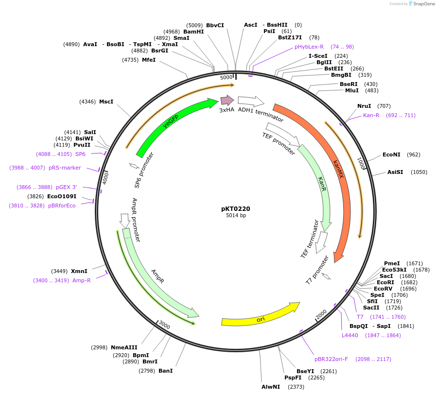 8736-plasmid-map-sequence-id-6747