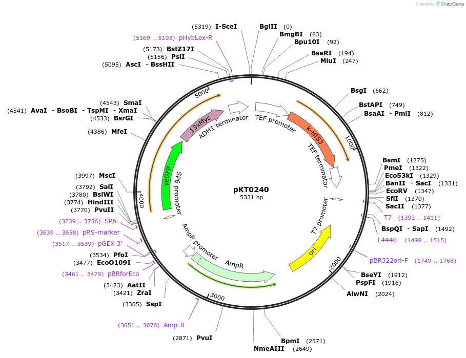 8739-plasmid-map-sequence-id-6750