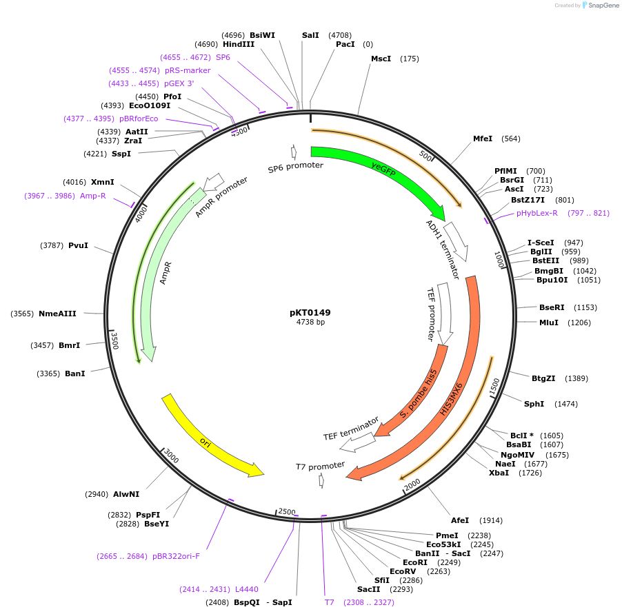 8740-plasmid-map-sequence-id-6751