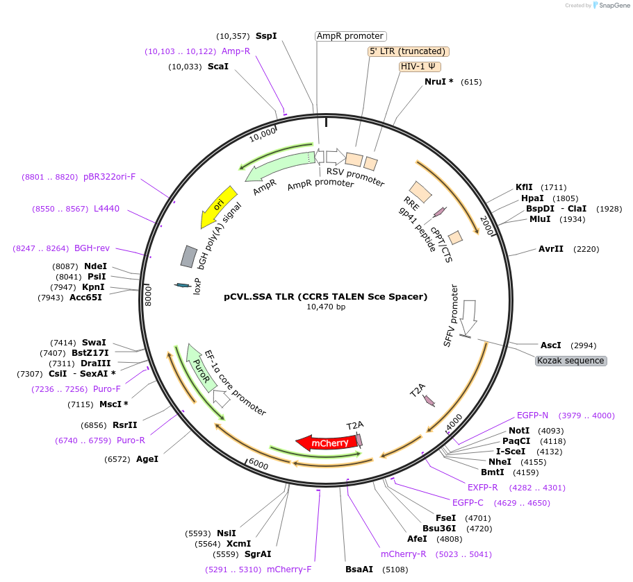 46941-plasmid-map-sequence-id-67512