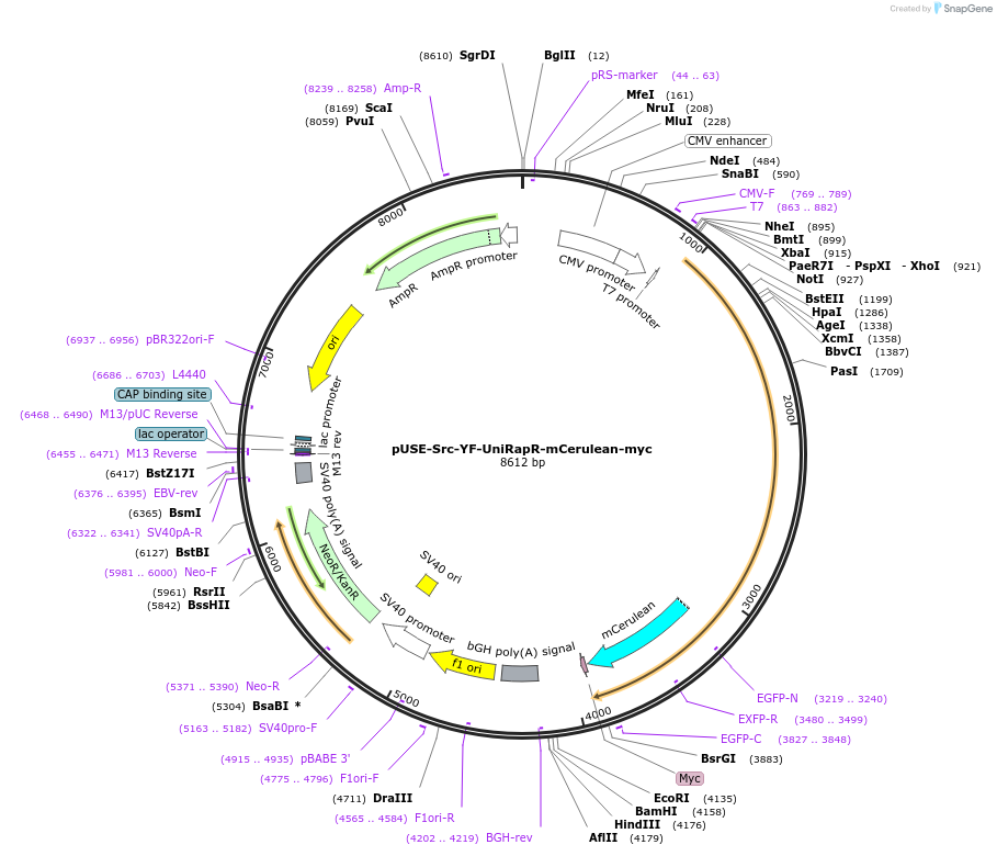45381-plasmid-map-sequence-id-67600