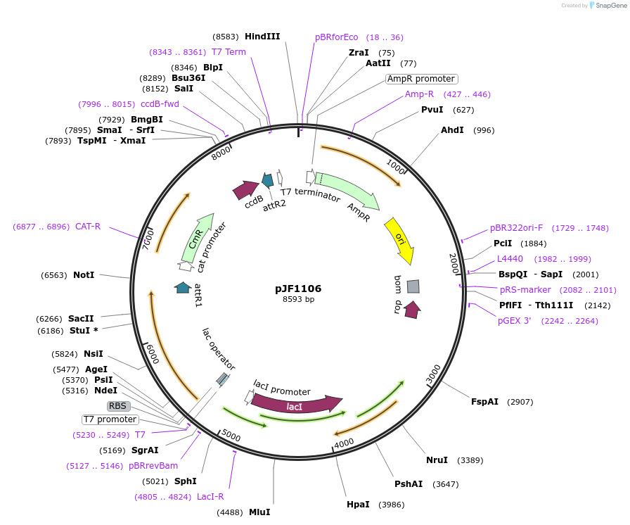 8836-plasmid-map-sequence-id-6766