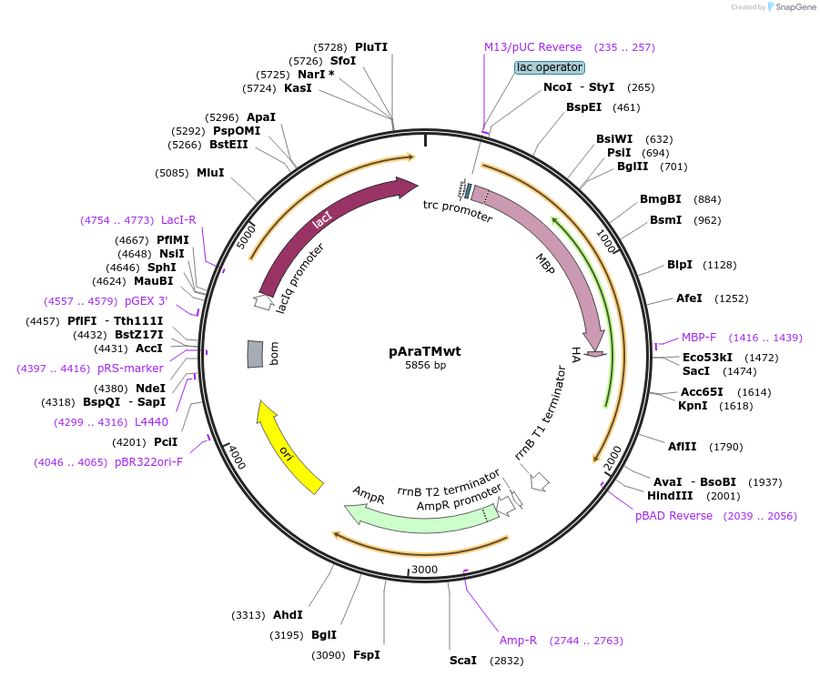 47514-plasmid-map-sequence-id-67685