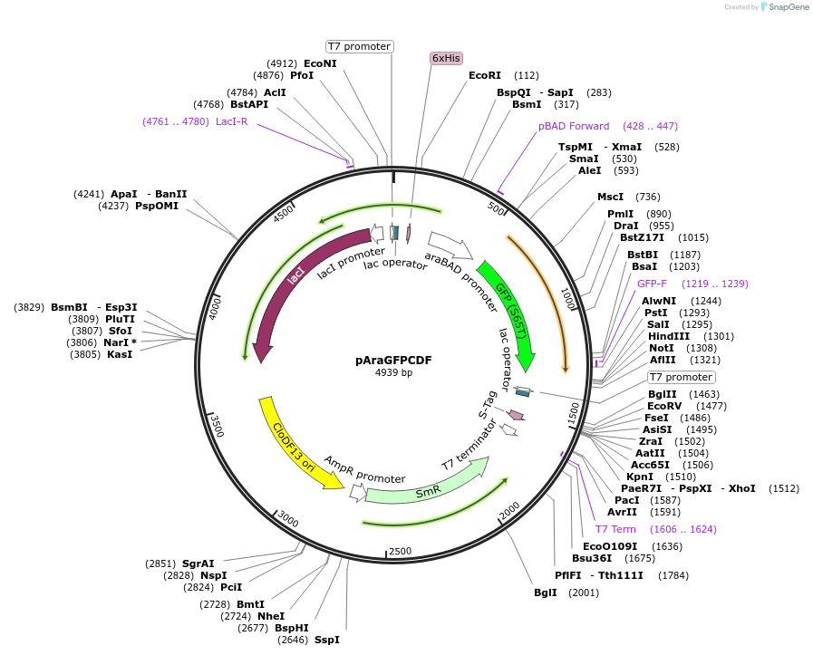 47516-plasmid-map-sequence-id-67701