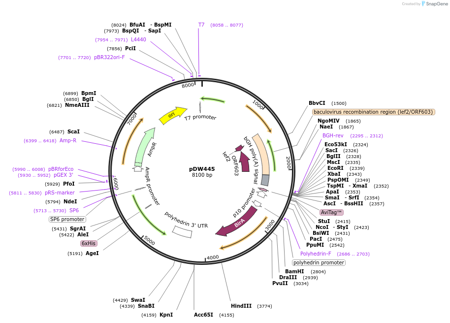 8843-plasmid-map-sequence-id-6773