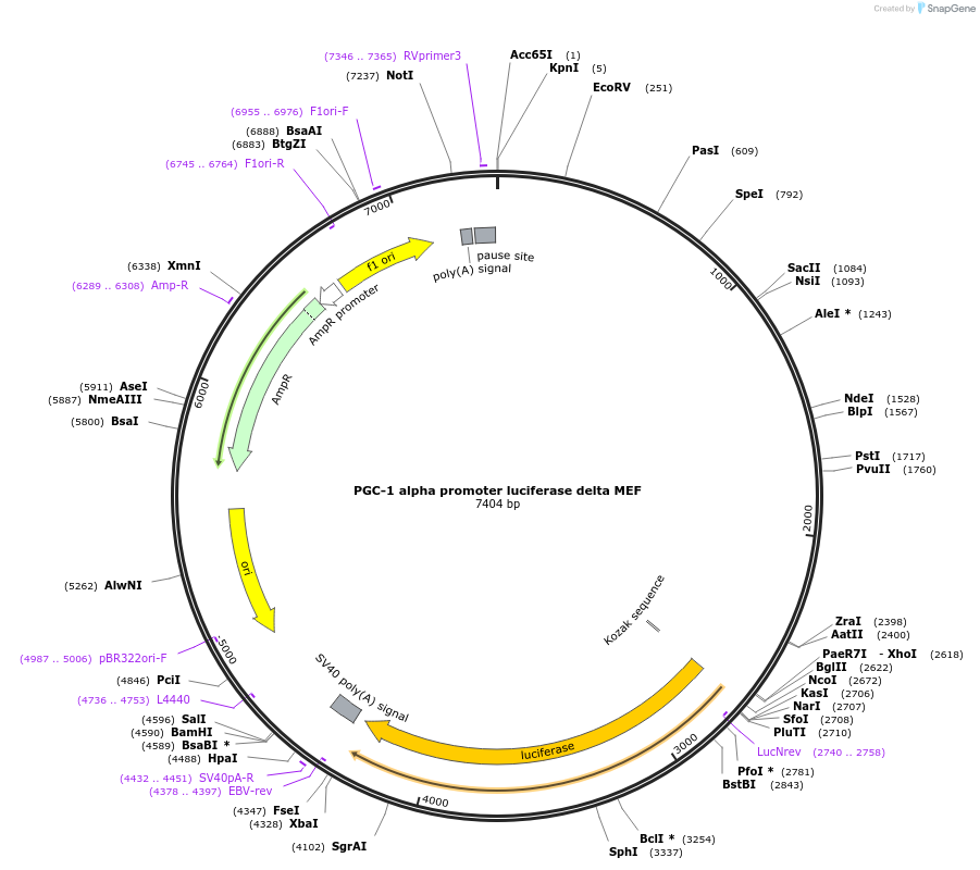 8889-plasmid-map-sequence-id-6781