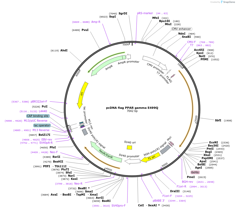 8896-plasmid-map-sequence-id-6783