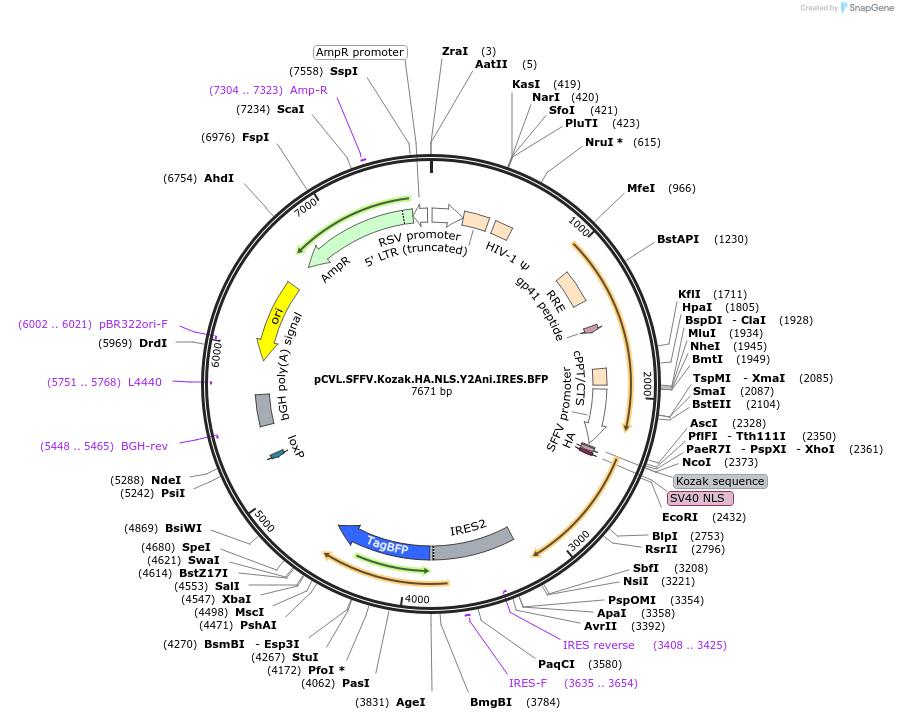 45578-plasmid-map-sequence-id-67846