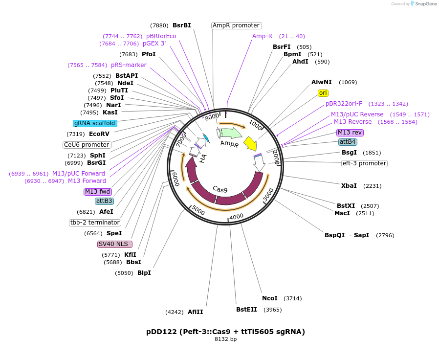 47550-plasmid-map-sequence-id-67865