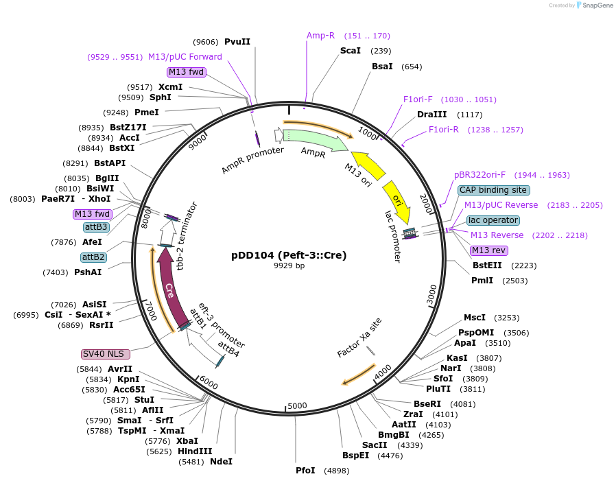 47551-plasmid-map-sequence-id-67866