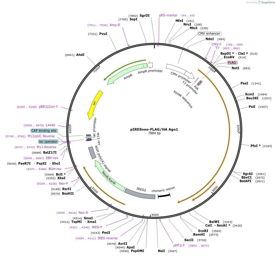 10820-plasmid-map-sequence-id-6798