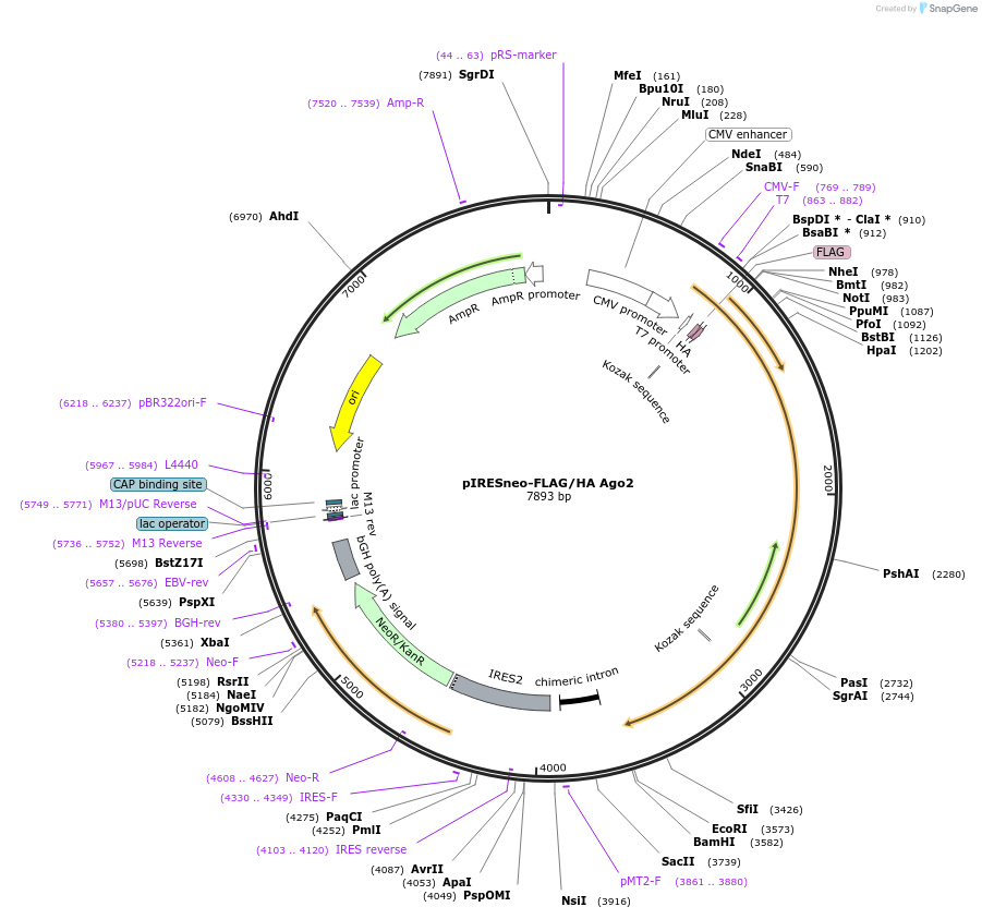 10821-plasmid-map-sequence-id-6799